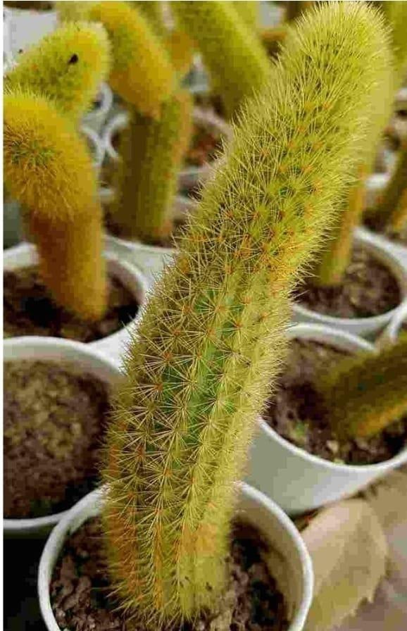 Cactus Unique Charm For Your Garden