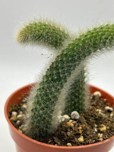 Cactus Unique Charm For Your Garden