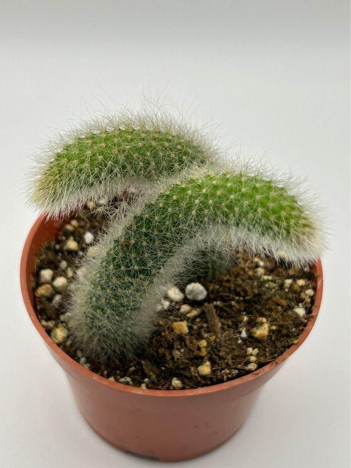 Cactus Unique Charm For Your Garden