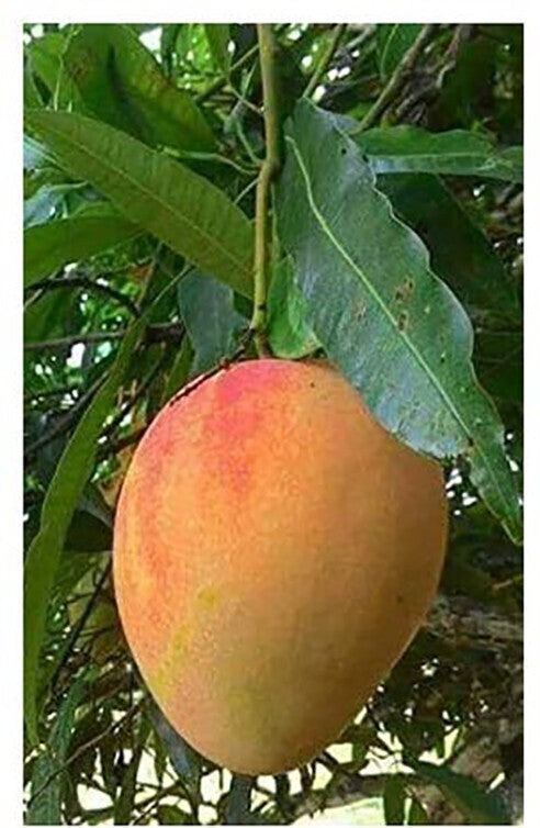 Seeds Gardens Exotic Alphonso Mango Plant (Ratnagiri)