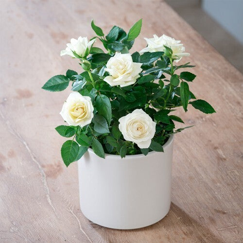 Seeds Live White Rose Flower Plant