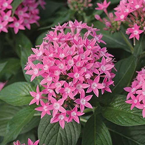 Seeds Pentas Plant Pink - Flowering Plants