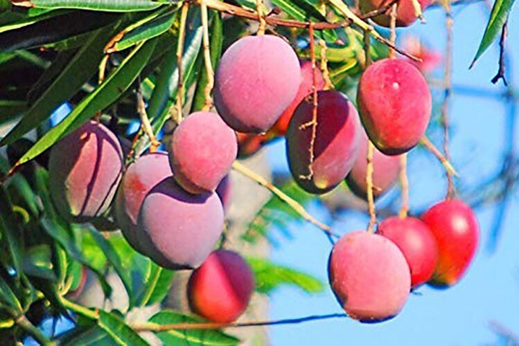 Seeds Gardens Rare Dwarf Malasian Red Mango Tree