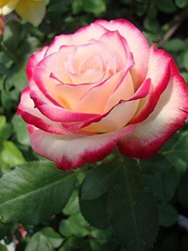 Seeds Rose (Pink White) - Plant Flowering
