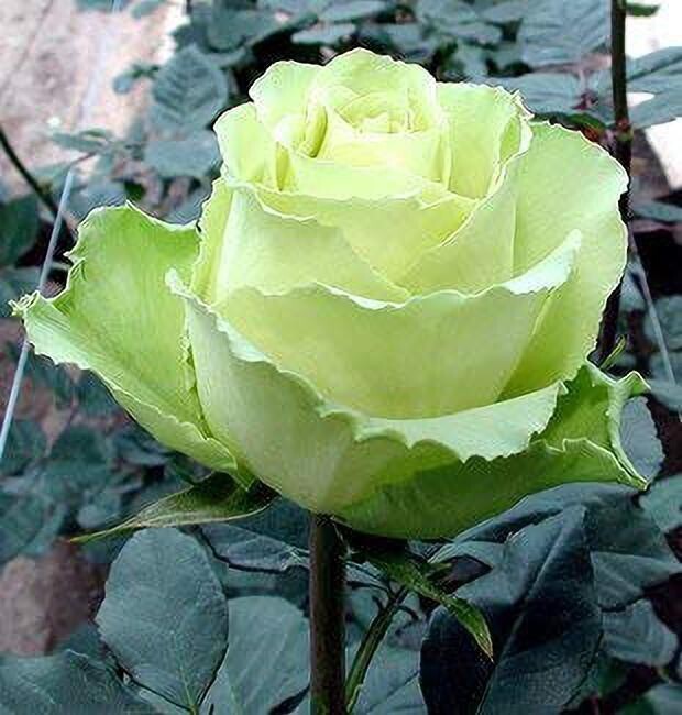 Seeds Saraswati Garden&