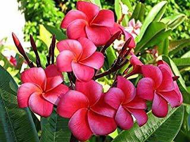 Seeds Champa Flower