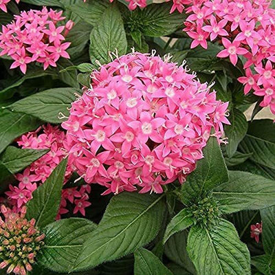 Seeds Pentas Plant Pink - Flowering Plants