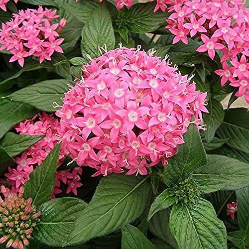 Seeds Pentas Plant Pink - Flowering Plants