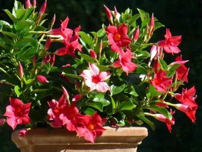 Seeds Red Mandevilla Flower