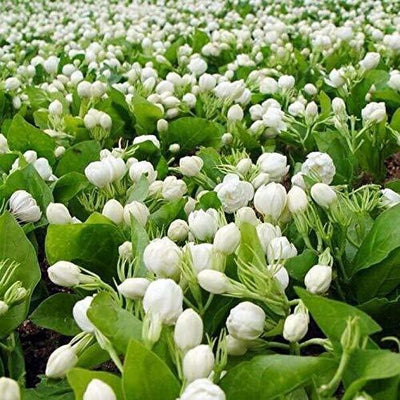 Seeds Beli Flower