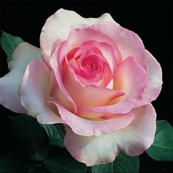 Seeds Rose (Pink White) - Plant Flowering