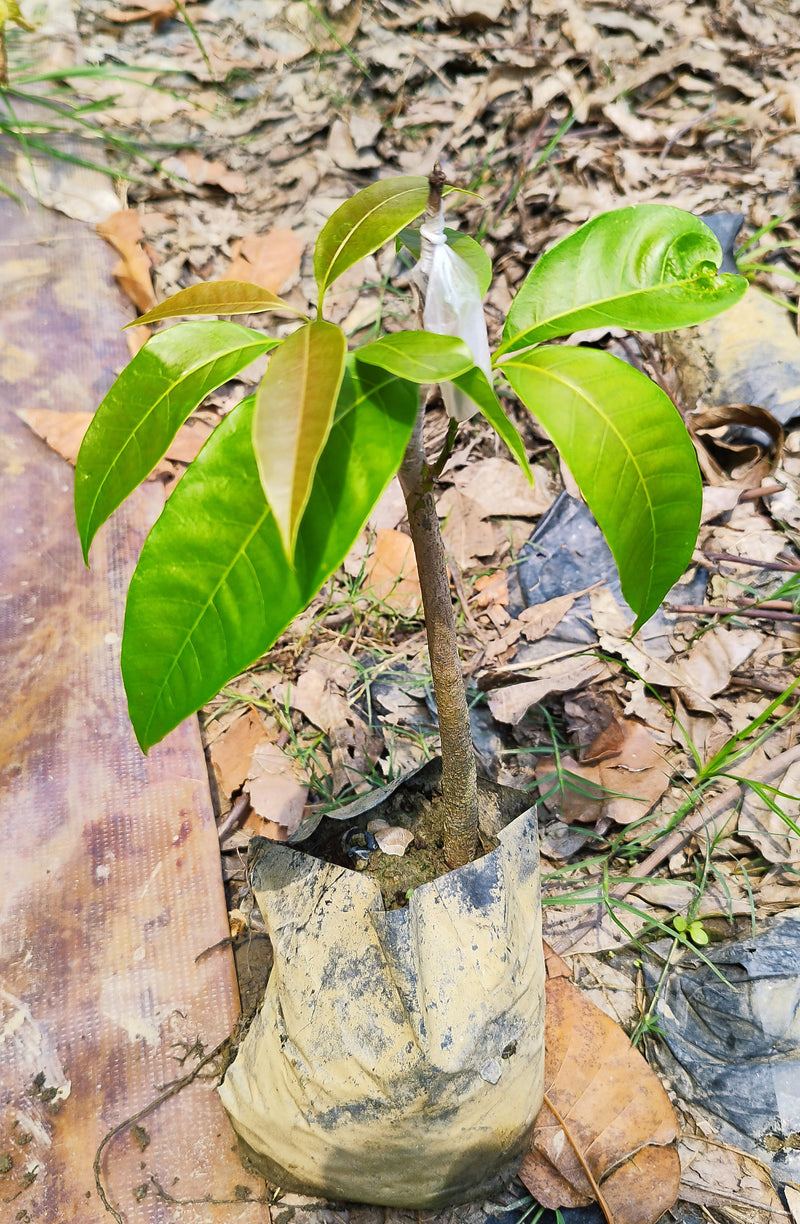 Seeds Gardens Exotic Alphonso Mango Plant (Ratnagiri)