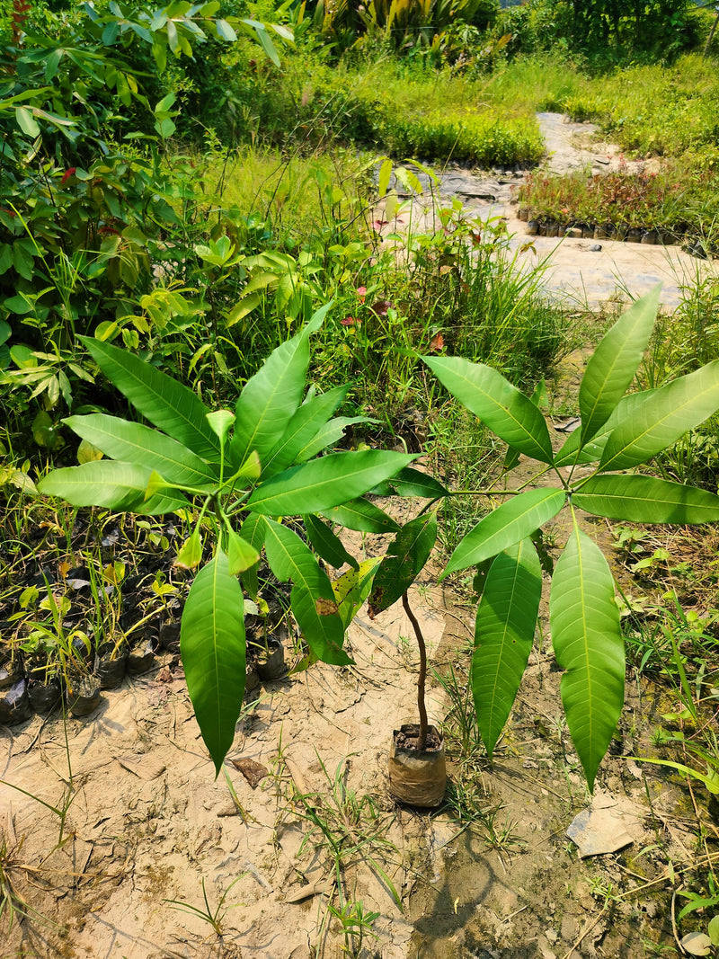 Seeds Gardens Rare Dwarf Malasian Red Mango Tree